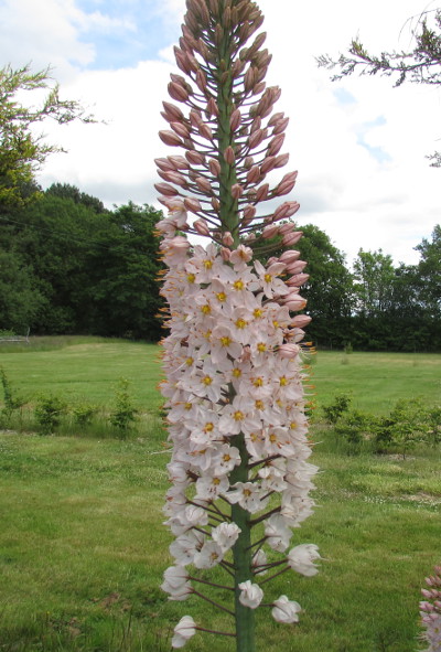 Eremurus robustus 